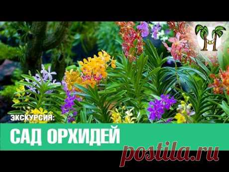 Пхукет &gt;&gt; Экскурсии | цены | отзывы | фото | видео | сад орхидей