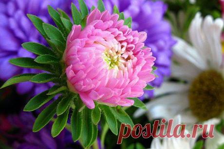 ЛЕДИ-ФЕЯ | Уют. Рукоделие. Декор дома и сада