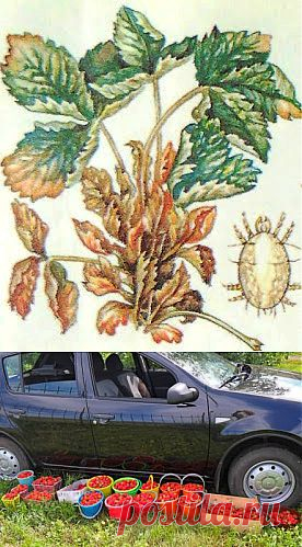 Дача ВИКТОРиЯ: Земляничный клещ

Клещи - очень мелких размеров, поэтому увидеть их невооруженным глазом невозможно. Обнаружить вредителя на своем участке садовод-любитель может только по характерным признакам повреждения, которые отчетливо проявляются к середине лета. Клещи обитают на обратной стороне листьев, отдавая предпочтение молодым нераспустившимся листочкам. Вредитель обитает и на средневозрастных листьях, где в результате высасывания соков края листьев скручиваются в трубочку, внутри