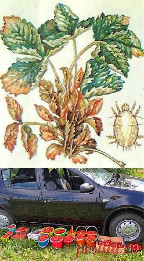 Дача ВИКТОРиЯ: Земляничный клещ

Клещи - очень мелких размеров, поэтому увидеть их невооруженным глазом невозможно. Обнаружить вредителя на своем участке садовод-любитель может только по характерным признакам повреждения, которые отчетливо проявляются к середине лета. Клещи обитают на обратной стороне листьев, отдавая предпочтение молодым нераспустившимся листочкам. Вредитель обитает и на средневозрастных листьях, где в результате высасывания соков края листьев скручиваются в трубочку, внутри