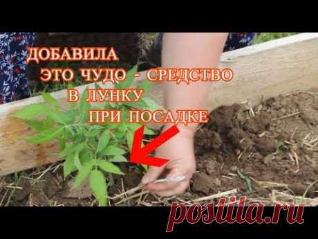 ДОБАВЬТЕ ЭТО СРЕДСТВО В ЛУНКУ ПРИ ПОСАДКЕ И УРОЖАЙ УВЕЛИЧИТСЯ В 2 РАЗА БЕЗ ХИМИИ!