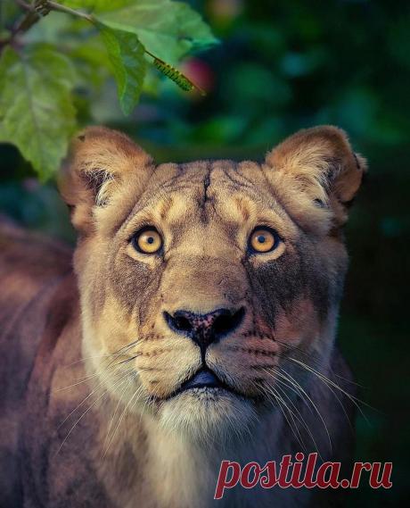 Фотографии «поющих» львов, носорогов и потрясающего тигра