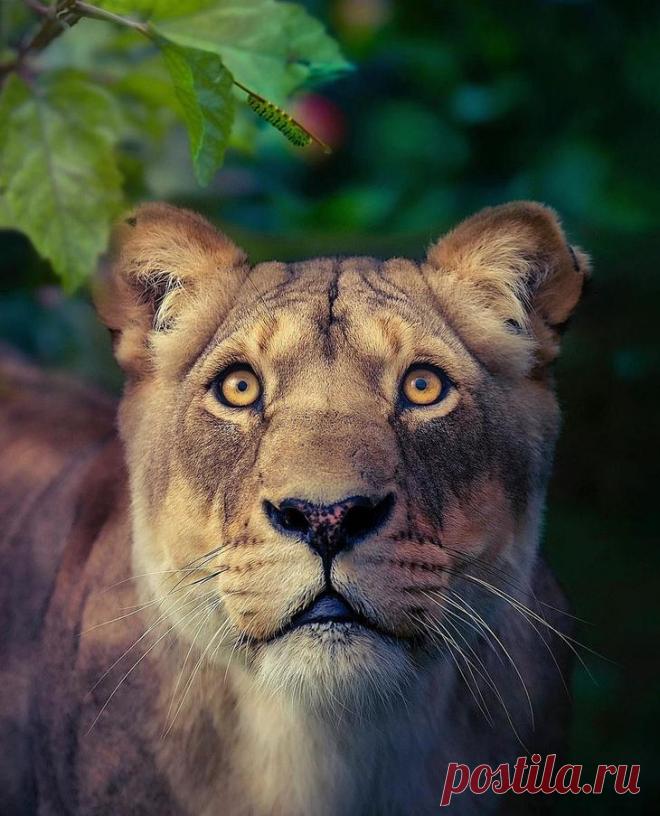 Фотографии «поющих» львов, носорогов и потрясающего тигра