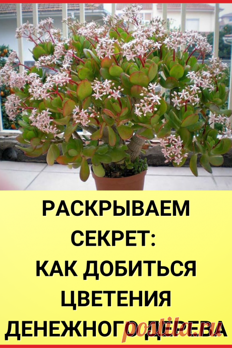 Раскрываем секрет: Как добиться цветения денежного дерева