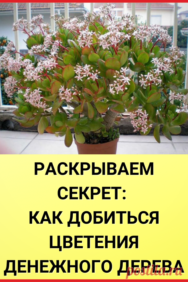 Раскрываем секрет: Как добиться цветения денежного дерева