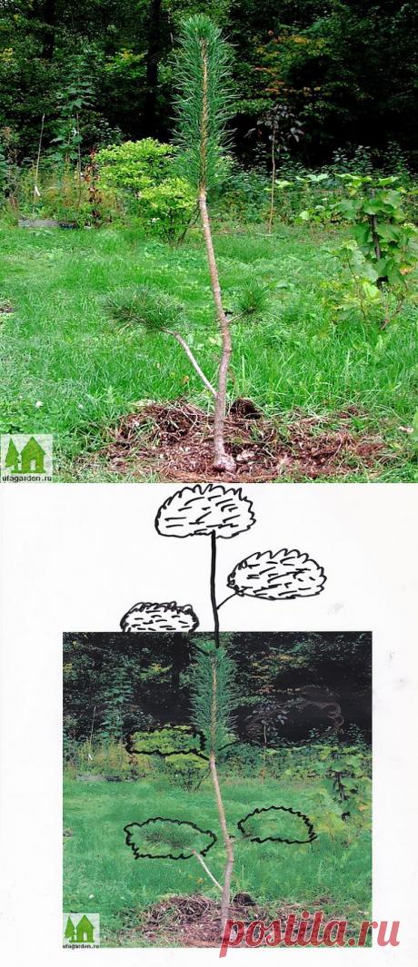Как вырастить бонсай | Дачная жизнь - сад, огород, дача