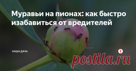 Муравьи на пионах: как быстро изабавиться от вредителей Житья нет от этих муравьев, бутончики еще только-только показались, а уже буквально облеплены нахальными насекомыми. О каких пышных шапках цветов мечтать, если куст атакован вредителями? Знакомая картина, не правда ли?
Почему муравьи так любят пионы?
