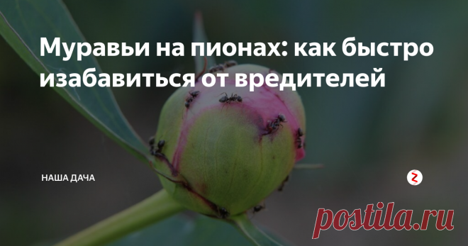 Муравьи на пионах: как быстро изабавиться от вредителей Житья нет от этих муравьев, бутончики еще только-только показались, а уже буквально облеплены нахальными насекомыми. О каких пышных шапках цветов мечтать, если куст атакован вредителями? Знакомая картина, не правда ли?
Почему муравьи так любят пионы?
