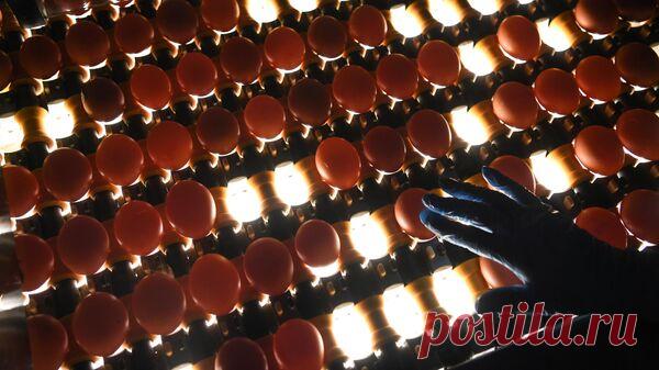 В Кирове правоохранители ознакомятся с материалами проверок цен на яйца