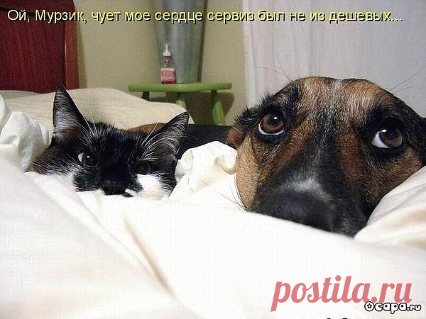 котоматрица