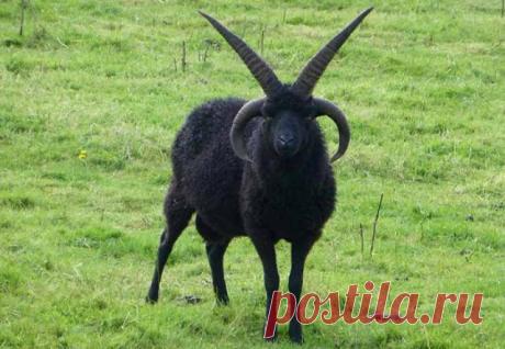 Животные, которые выглядят, как рокеры:Природа и животные