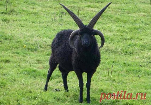 Животные, которые выглядят, как рокеры:Природа и животные