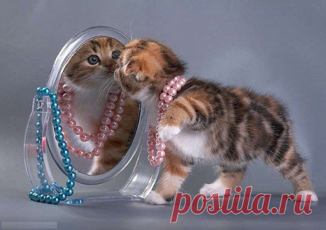 все котята как котята,ну а я тигрица