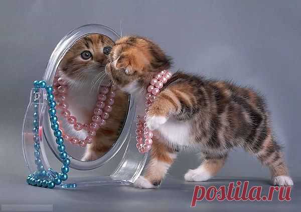 все котята как котята,ну а я тигрица