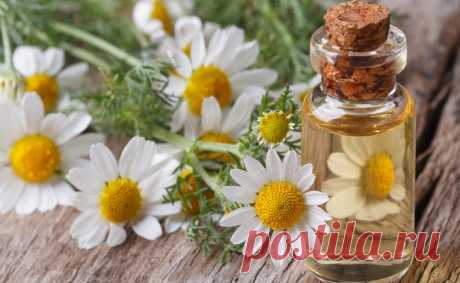 Эскулап: Ромашковое масло для красоты и здоровья