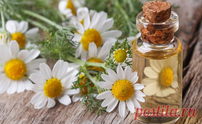 Эскулап: Ромашковое масло для красоты и здоровья