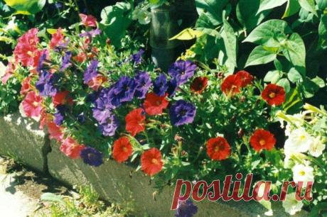С петуниями — круглый год | Друг пенсионера