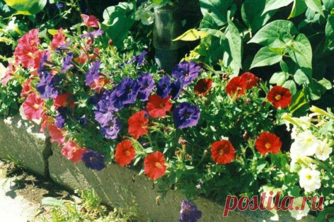 С петуниями — круглый год | Друг пенсионера