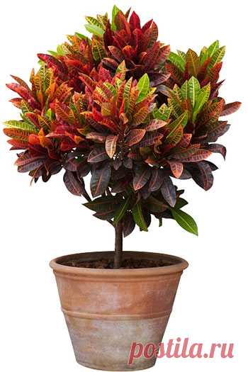 Кротон: выращивание и уход в домашних условиях
