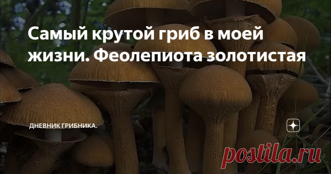 Самый крутой гриб в моей жизни. Феолепиота золотистая Биографическое.
Еще был жив свекор, вывозили его за грибами в любимые им места у Днепра, там где впадает Великая.
Проехать по настеленной по болоту гати на третьем Жигуленке было страшновато и шли пешком. Там, у Днепра, росли когда-то белые под дубами, а вдоль Великой в осиннике и дубах - подосиновики. В Бабьем бору встречались рыжики - короче не край, а сказка...
Но как -то на эту сказку попасть