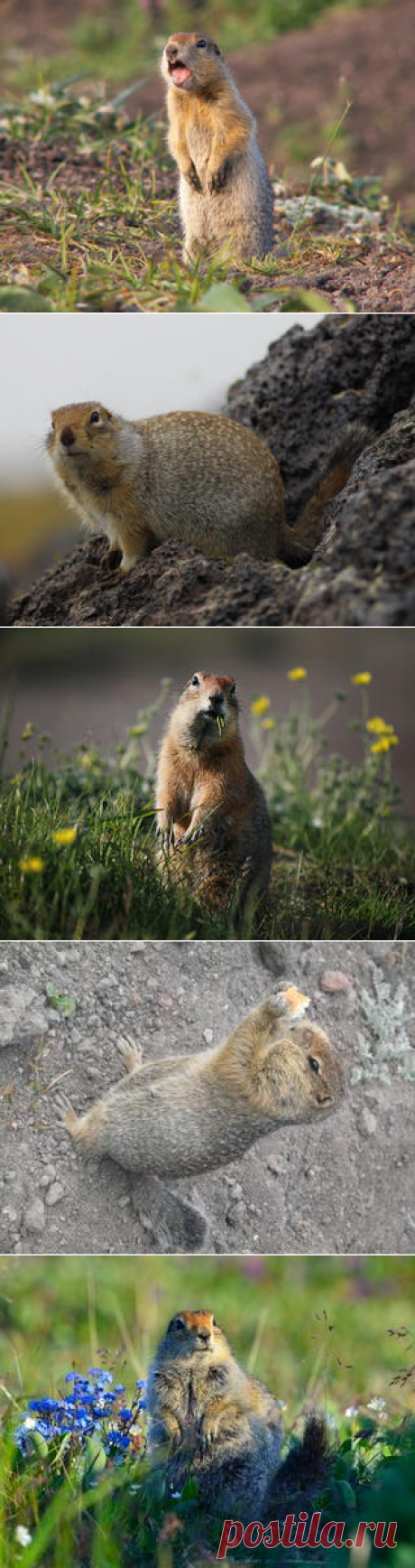 Смотреть изображения евражек | Зооляндия