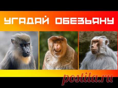 Обезьяны 🙈Тест виды обезьян 🙉 Хорошо ли ты знаешь обезьян? | Видеоигра Дом тестов