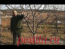 Письмо «Сад и огород. Ошибки при посадке семян и... и другие материалы. Новое в Вашей подборке на Постила.ru» — Постила.ru — Яндекс.Почта