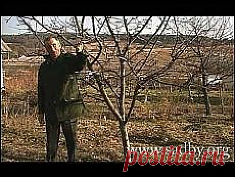 Письмо «Сад и огород. Ошибки при посадке семян и... и другие материалы. Новое в Вашей подборке на Постила.ru» — Постила.ru — Яндекс.Почта