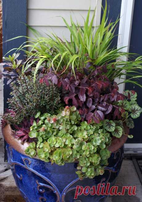 Найдено на сайте finegardening.com.