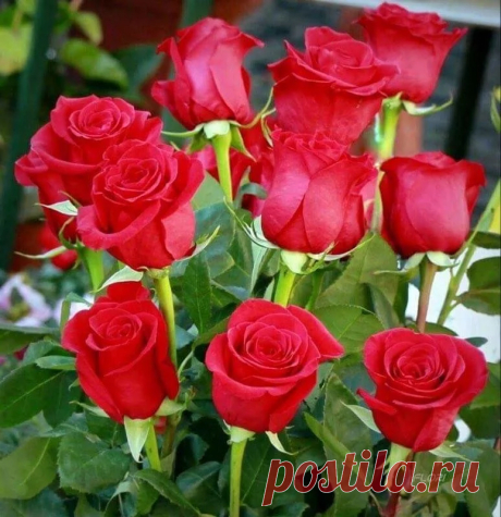 Фото – Google+