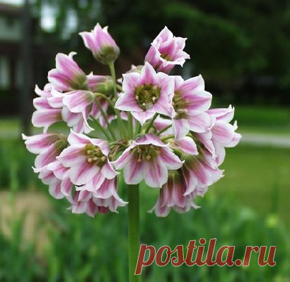 Декоративный лук: виды и сорта