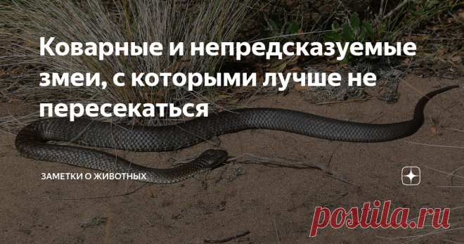 Коварные и непредсказуемые змеи, с которыми лучше не пересекаться На нашей планете обитает большое количество ядовитых рептилий.
Но отдельно стоит выделить пятерку самых опасных змей, с которыми лучше никогда не встречаться.