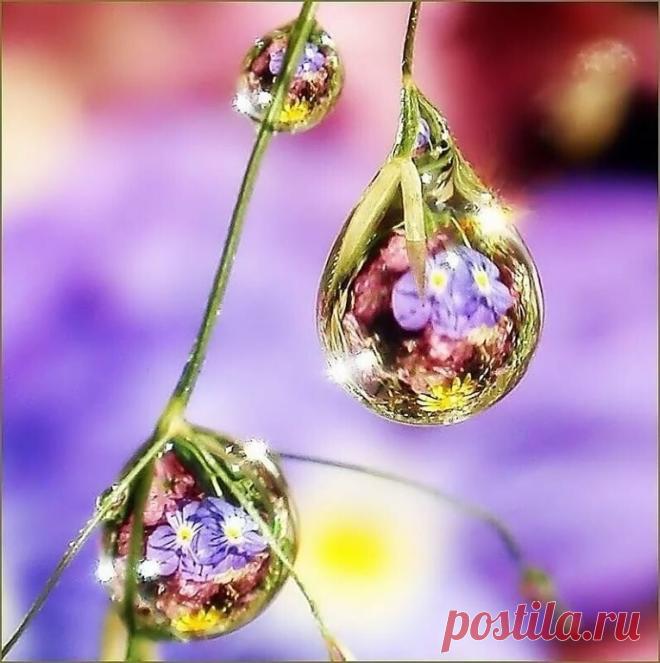 А у весны синдром Творца.
Она творит неудержимо.
Её этюд лишён нажима,
Воздушен, лёгок, как пыльца.
Лариса Миллер