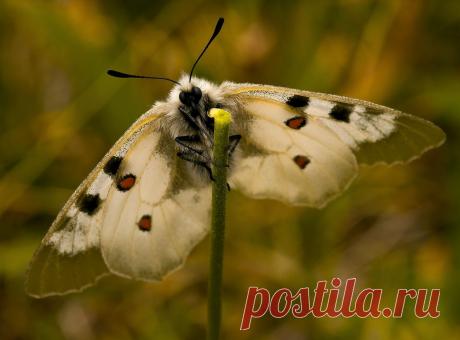 35PHOTO - ФЁДОР - АПОЛЛОН