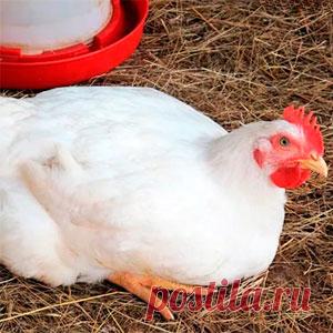 Бройлеры падают на ноги: решение проблемы