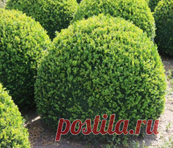 Самшит - размножение черенками Наверно нет человека, кто не видел разновидности этого куста, даже если не знает его название. Самшит выращивается повсеместно, им огорожены почти все государственные учреждения, городские парки, а также приусадебные участки. Можно сказать это самое распространенное растение используемое в ландшафтном дизайне. Любят его за неприхотливость в уходе и...