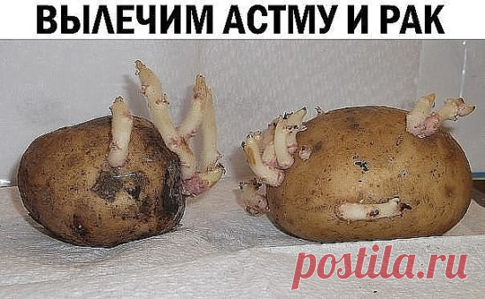 Картофельные ростки способны вылечить астму и рак 
Сохрани у себя в ЗАМЕТКАХ, жми ПОДЕЛИТЬСЯ !!!
Рекомендуем вам ознакомиться со средством, которое способно излечить многие тяжелые заболевания и даже рак. 
В основе этого народного лекарства – картофельные ростки. Их надо измельчить, засыпать в какую-либо емкость и залить 96-градусным спиртом. Относительно количества спирта, то оно будет зависеть от количества ростков. Ориентируйтесь так: спирта должно быть на два пальца выше, чем содержимого бан