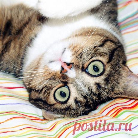 Приложение &quot;Открытки&quot;
Лариса Зигарева(Симонова)