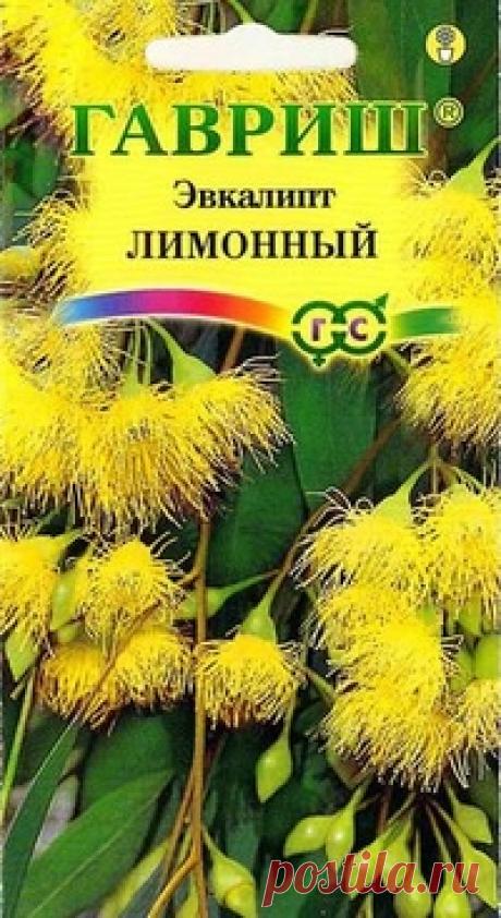 Эвкалипт лимонный "Флагман"