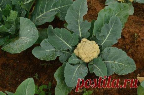 Особенности подкормки цветной капусты Особенности подкормки цветной капусты
Капуста требует соблюдения агротехнических мероприятий, иначе урожайность будет низкой, а головки плохого качества. Полив, рыхление, удаление сорняков – только по...