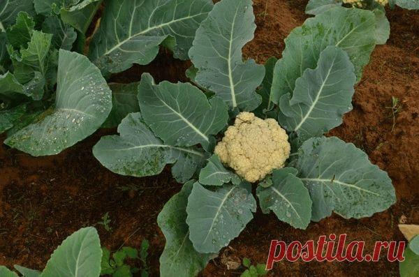 Особенности подкормки цветной капусты Особенности подкормки цветной капусты
Капуста требует соблюдения агротехнических мероприятий, иначе урожайность будет низкой, а головки плохого качества. Полив, рыхление, удаление сорняков – только по...
