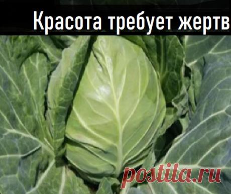 Как известно, чтобы выглядеть на все сто, прежде всего необходимо распрощаться с лишними килограммами. Существует ли панацея, дарующая стройность без суровых жертвоприношений? К сожалению, знаменитое изречение «красота требует жертв» пока еще никто не отменял, и без достаточной физической нагрузки похудеть безопасно и эффективно не удастся.

1. Молочные продукты.

2. Имбирь.

3. Капуста.

4. Огурцы.

5. Корица.
