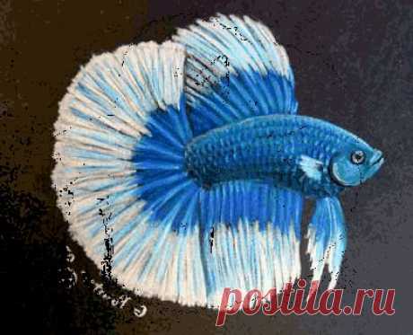 Рыбий глаз Грааля