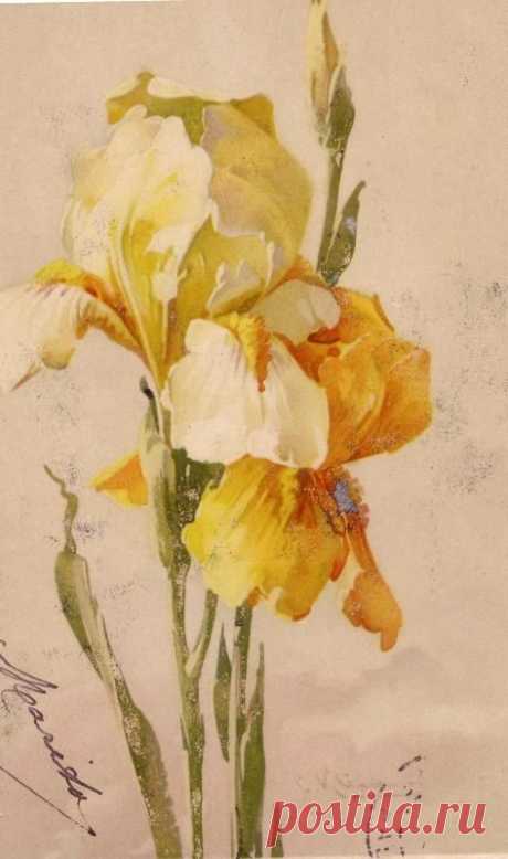 (723) Catherine Klein victorian postcard | Artist