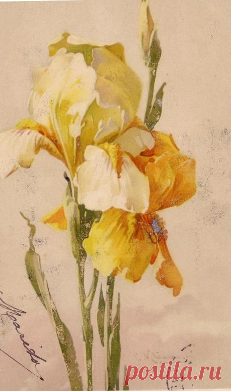 (723) Catherine Klein victorian postcard | Artist