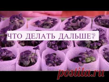 Базилик Взошел. Что Делать Дальше.