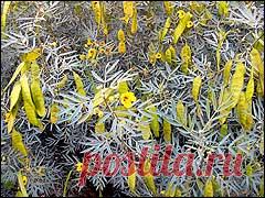 Библейские растения