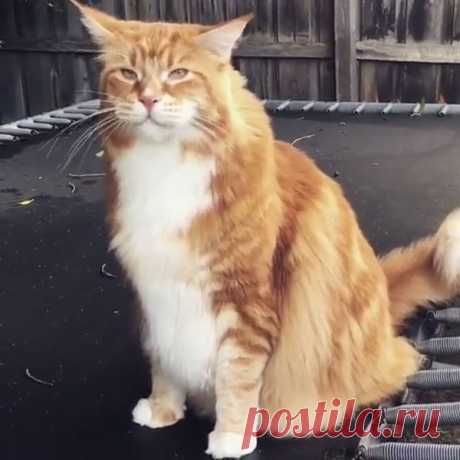 Самый крупный кот в мире: 14 кг живого волосатого веса! | Жена Звездочета | Яндекс Дзен