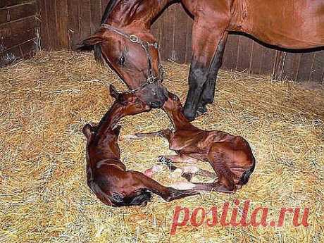 Двойня!
(83) Одноклассники