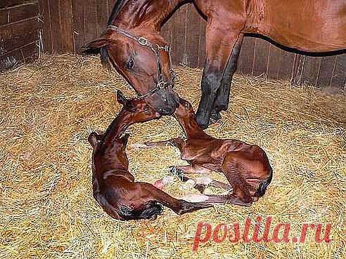 Двойня!
(83) Одноклассники